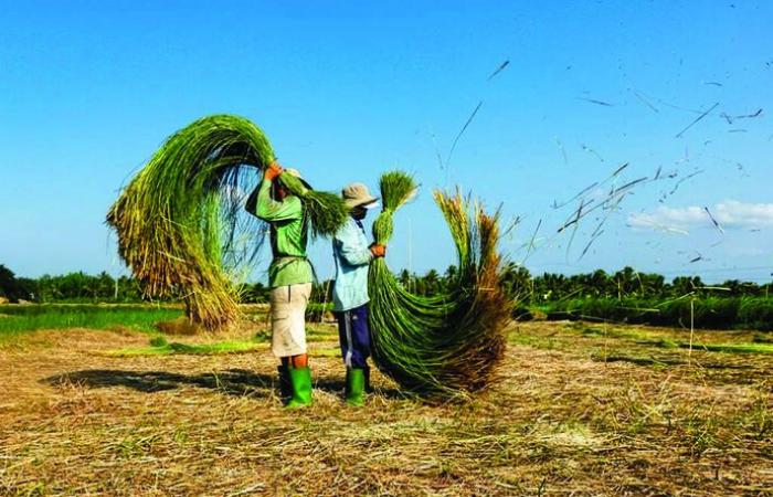 Goldene Hände weben die Essenz der Segge in Thai Binh