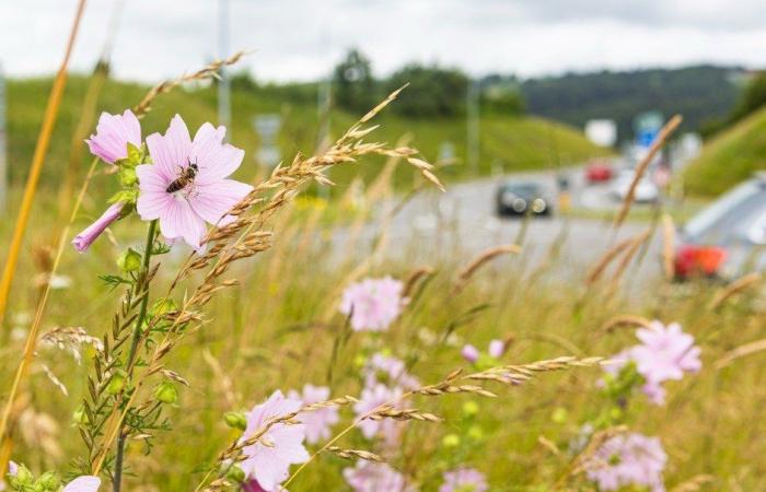 Zwei sehr klare Ablehnungen im Kanton Freiburg