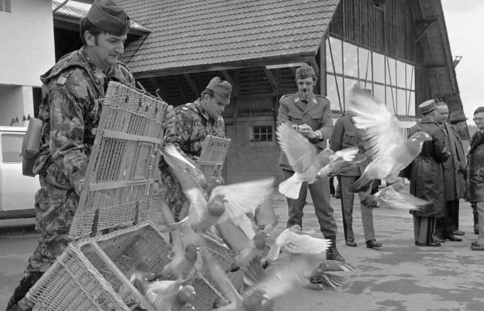 Vor 30 Jahren demobilisierte die Schweizer Armee ihre Brieftauben