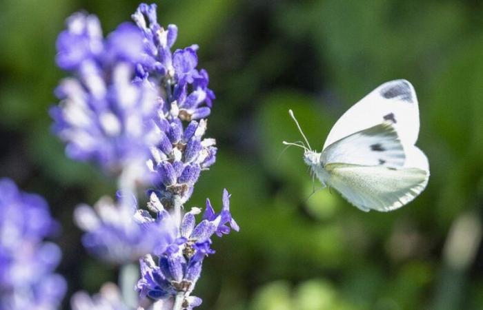 Volk sagt Nein zur Biodiversitätsinitiative