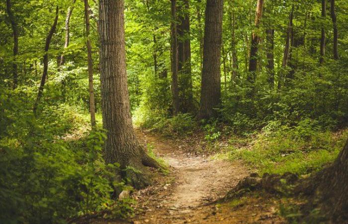 Ein schlafwandelndes kleines Mädchen verschwindet für einen ganzen Tag und wird schlafend im Wald gefunden