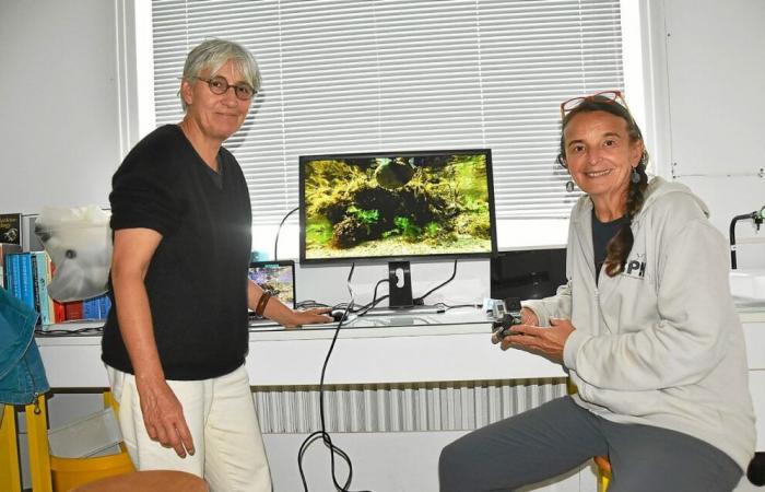 In Concarneau zeigen Kameras die Intimität der in Meerwasserpfützen vorkommenden Arten