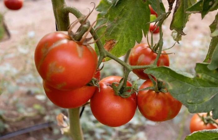 Was ist dieses Tomatenvirus ToBRFV, das in Neu-Aquitanien Sorgen bereitet?