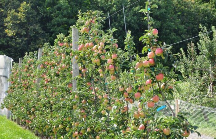 Quebec-Äpfel ohne Pestizide, ist das möglich?