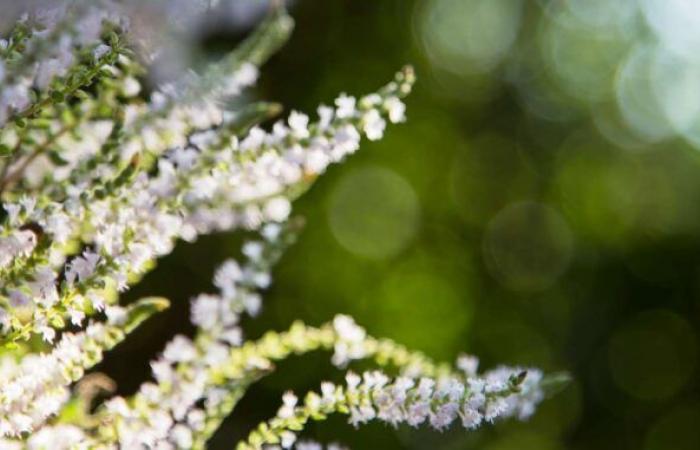 Ausgestorbener biblischer Baum mit heilenden Eigenschaften wird dank eines in einer Höhle gefundenen Samens wiedergeboren