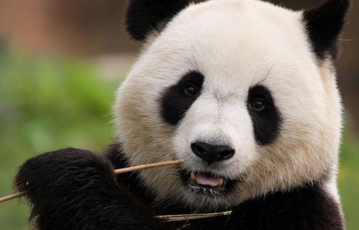 Zwei Große Pandas kehrten vorzeitig nach China zurück, da der Unterhalt für den Zoo zu teuer wurde