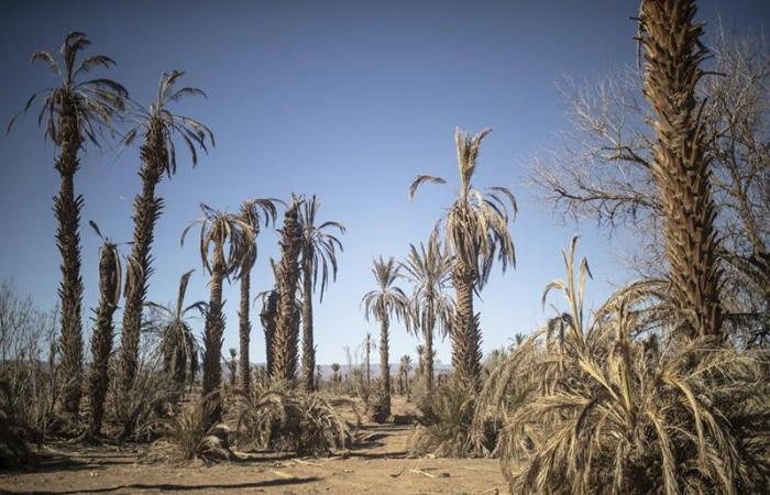 Herausforderung für Marokko und den Maghreb