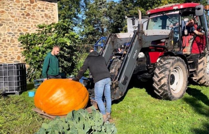 Ein Manchois, französischer Meister für sein riesiges Gemüse, wiederholt seinen Titel in der Vendée