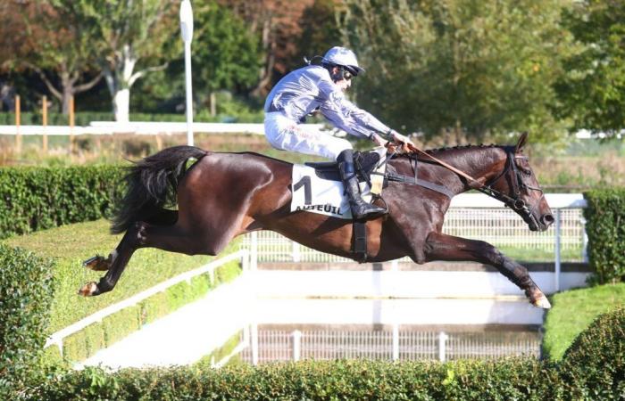 Il Est Français gewinnt den Hennessy-Preis und macht sich auf den Weg nach La Haye Jousselin