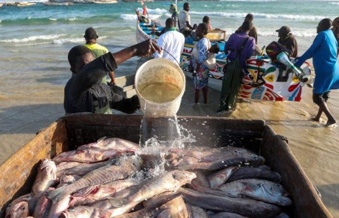 entscheidende Fortschritte auf dem Weg zu einem nachhaltigen Sektor in Senegal und Kamerun