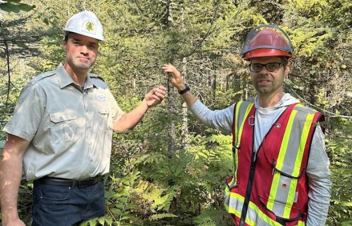 Der Fichtenknospenwurm ist in Chaudière-Appalaches auf dem Vormarsch