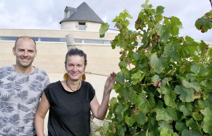 Im Morbihan ist der bretonische Wein auf dem Vormarsch