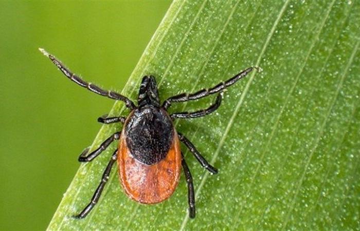 Mit Beginn des Herbstes verschwinden Zecken nicht