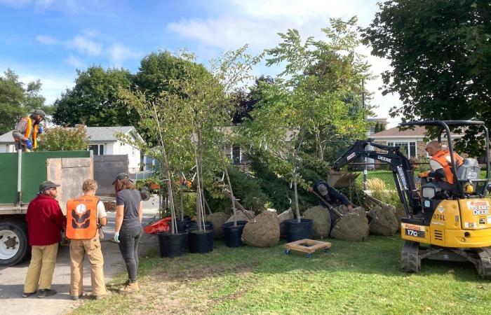 Ein zukünftiger Wald, der auf einem Vanier-Schulhof gepflanzt wird