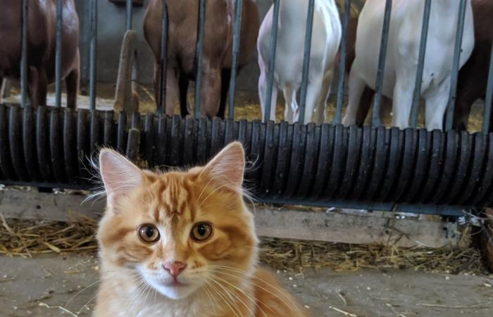 Gefährdete Bauernhöfe durch ausgesetzte Haustiere