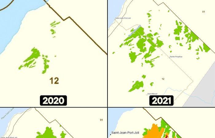 Der Fichtenknospenwurm ist in Chaudière-Appalaches auf dem Vormarsch