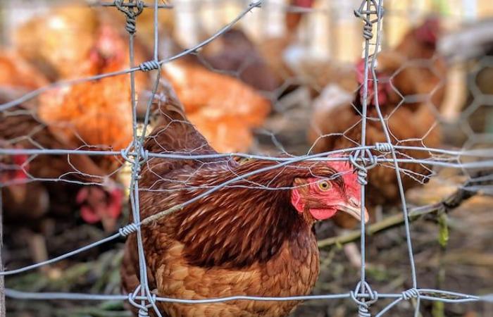 Gefährdete Bauernhöfe durch ausgesetzte Haustiere