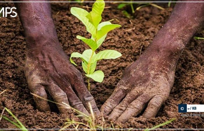 350 Bäume wurden in mehreren Gebieten der Gemeinde Gnith gepflanzt – senegalesische Presseagentur