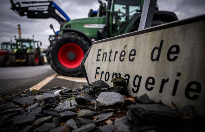 „Lactalis ist ein Bandit“… Könnte der Rückgang der Milchsammlung die französische Herde gefährden?