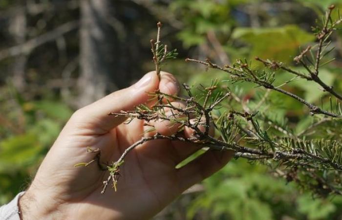 Der Fichtenknospenwurm ist in Chaudière-Appalaches auf dem Vormarsch