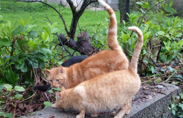 Wie 6 Katzen, die in einer Scheune gefüttert wurden, Zwietracht in einem kleinen Dorf säten