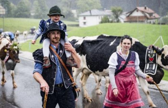 Eintauchen in eine Herdenfamilie