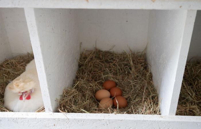 Ein partizipatorischer Hühnerstall in Plan-les-Ouates