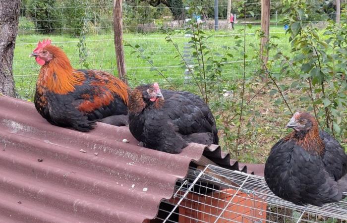 Ein partizipatorischer Hühnerstall in Plan-les-Ouates