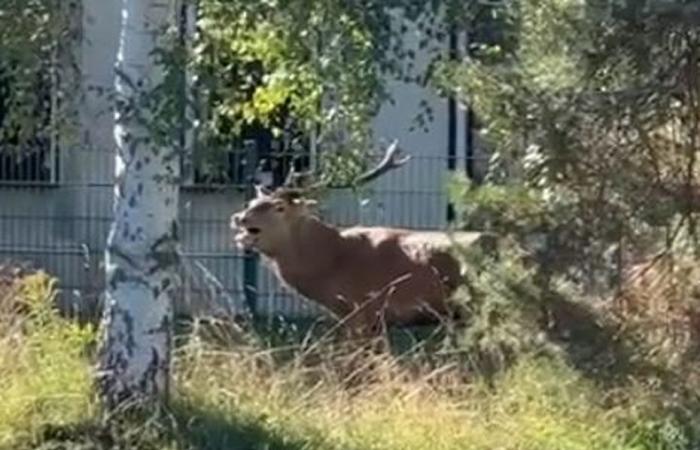 „Der einzige Horizont besteht darin, die Jagd mit Jagdhunden zu verbieten“