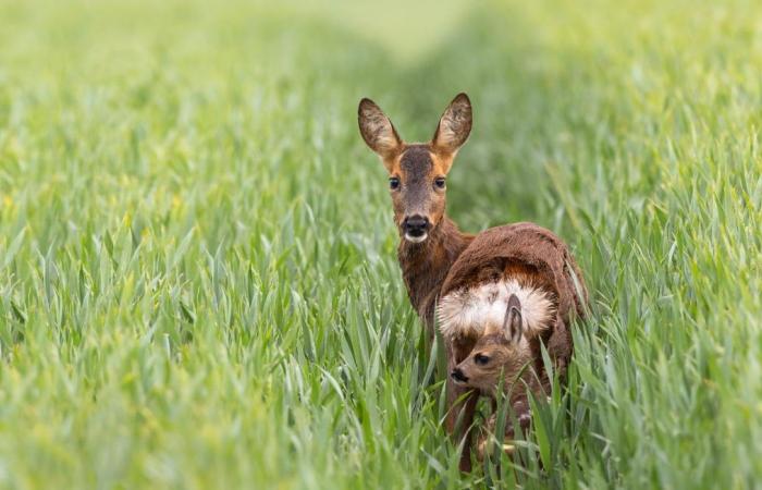 Die Zahl der Hirschkadaver nimmt zu, die Ursachen sind jedoch noch unbekannt