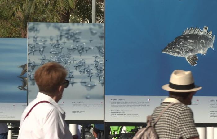 Auf der Promenade des Anglais in Nizza zeigt ein Fotograf die Schönheiten des Pelagos-Heiligtums