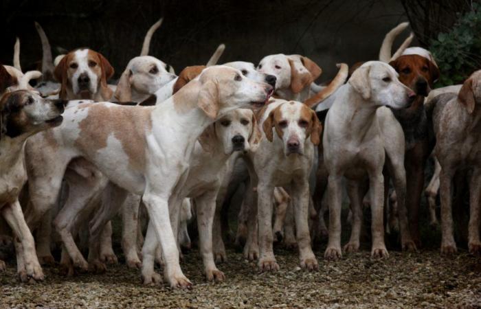 Bald ein Vergnügungspark für Hunde in Haute-Savoie!