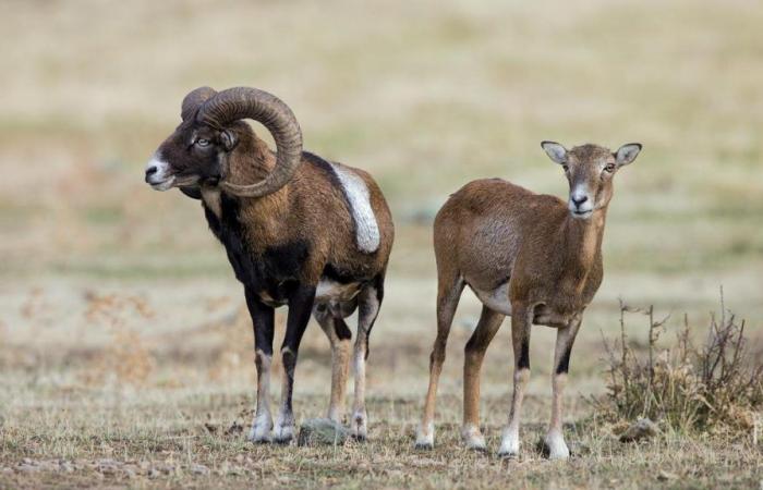 Amerikanischer Züchter wegen der Züchtung riesiger Dickhornschafe verurteilt