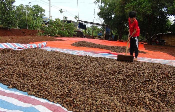 Der Cashew-Industrie droht ein Handelsdefizit