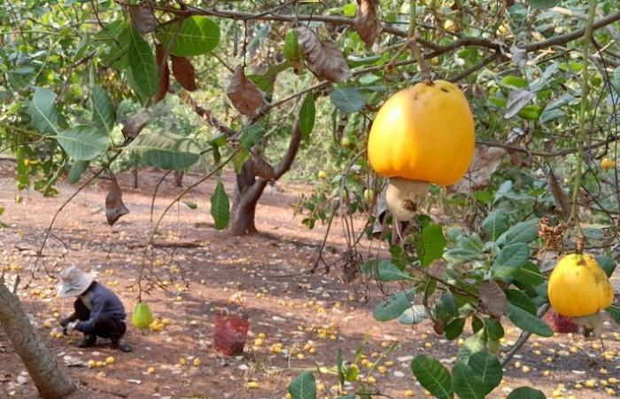 Der Cashew-Industrie droht ein Handelsdefizit