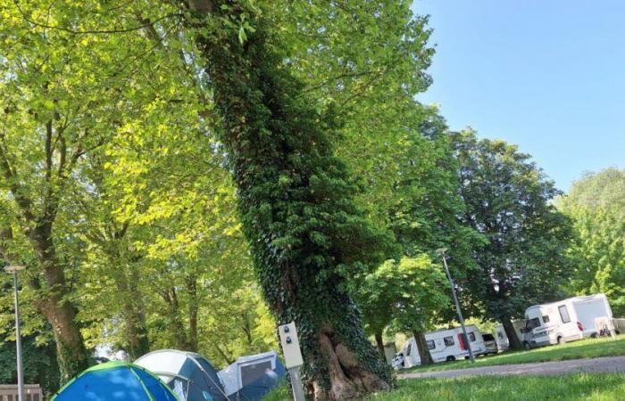 Mosel. Wissen Sie, wie viele Touristen diesen Sommer den Campingplatz Metz besucht haben?