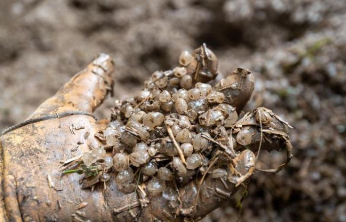 In vier Gemeinden in Puy-de-Dôme herrscht eine Naturkatastrophe