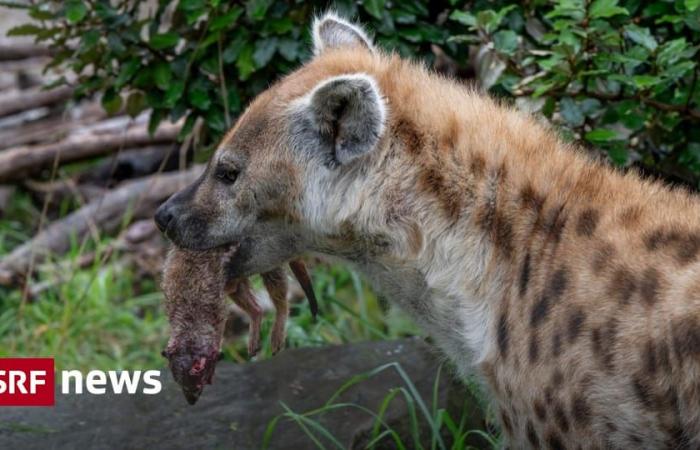 Der Zoo Zürich tötet Erdmännchen und füttert sie – News