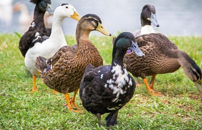 Hochpathogene Vogelgrippe – Neuigkeiten