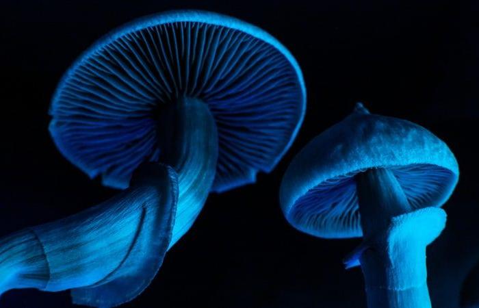 Psilocybin übertrifft SSRIs im ersten Langzeitvergleich