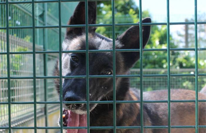 In Seine-Saint-Denis wurde ein Mann zu zwei Jahren Gefängnis verurteilt, nachdem er seinen Hund für tot gehalten hatte