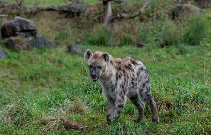 Der Zoo Zürich tötet Erdmännchen und füttert sie – News