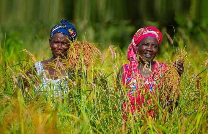 Guinea, Senegal, Togo … Mittel für widerstandsfähigere Agrarsektoren