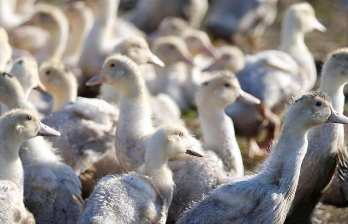 62 Millionen Enten müssen in Frankreich geimpft werden