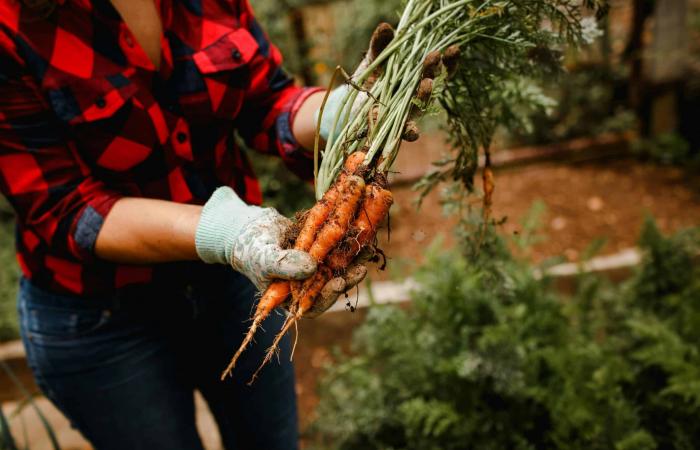 Was tun im Oktober im Garten? – Masculin.com