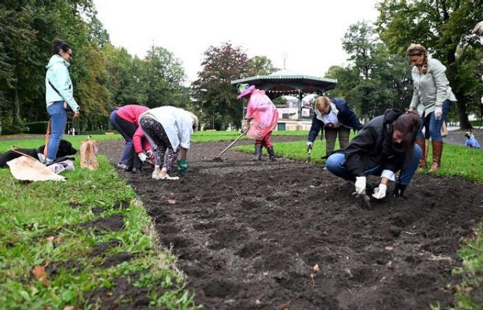 Der Pink October wird in Nevers mit der Pflanzung von Tulpenzwiebeln im Salengro Park eingeleitet