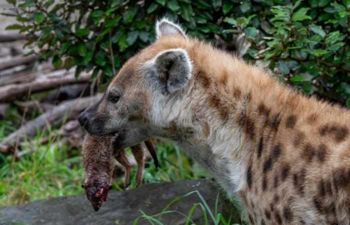 Der Zoo Zürich tötet Erdmännchen und füttert sie – News