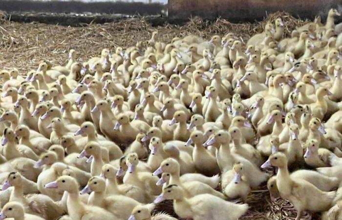 Ein zweiter Ausbruch der Vogelgrippe wurde im Finistère entdeckt