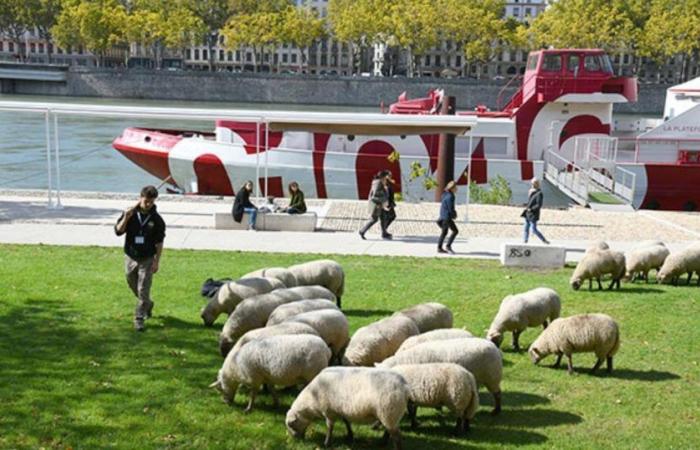 Die städtische Wandertierhaltung kehrt nach Lyon zurück