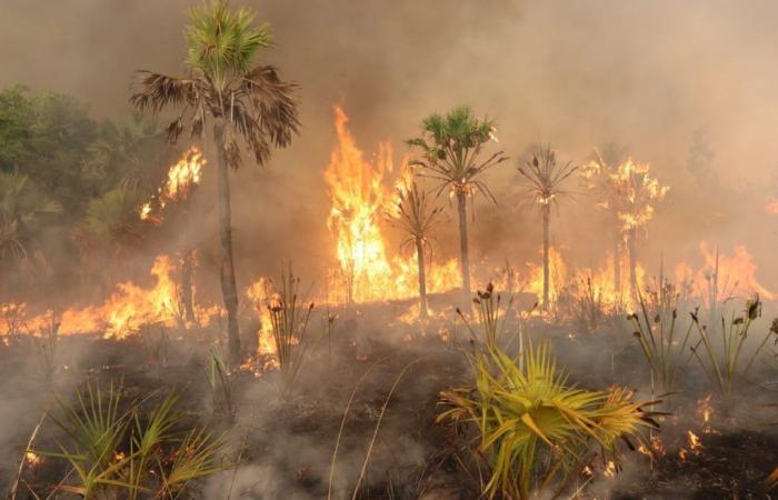 SOALALA – Der von den Bränden verschonte harte Kern beim Brand im Baly Bay Nationalpark